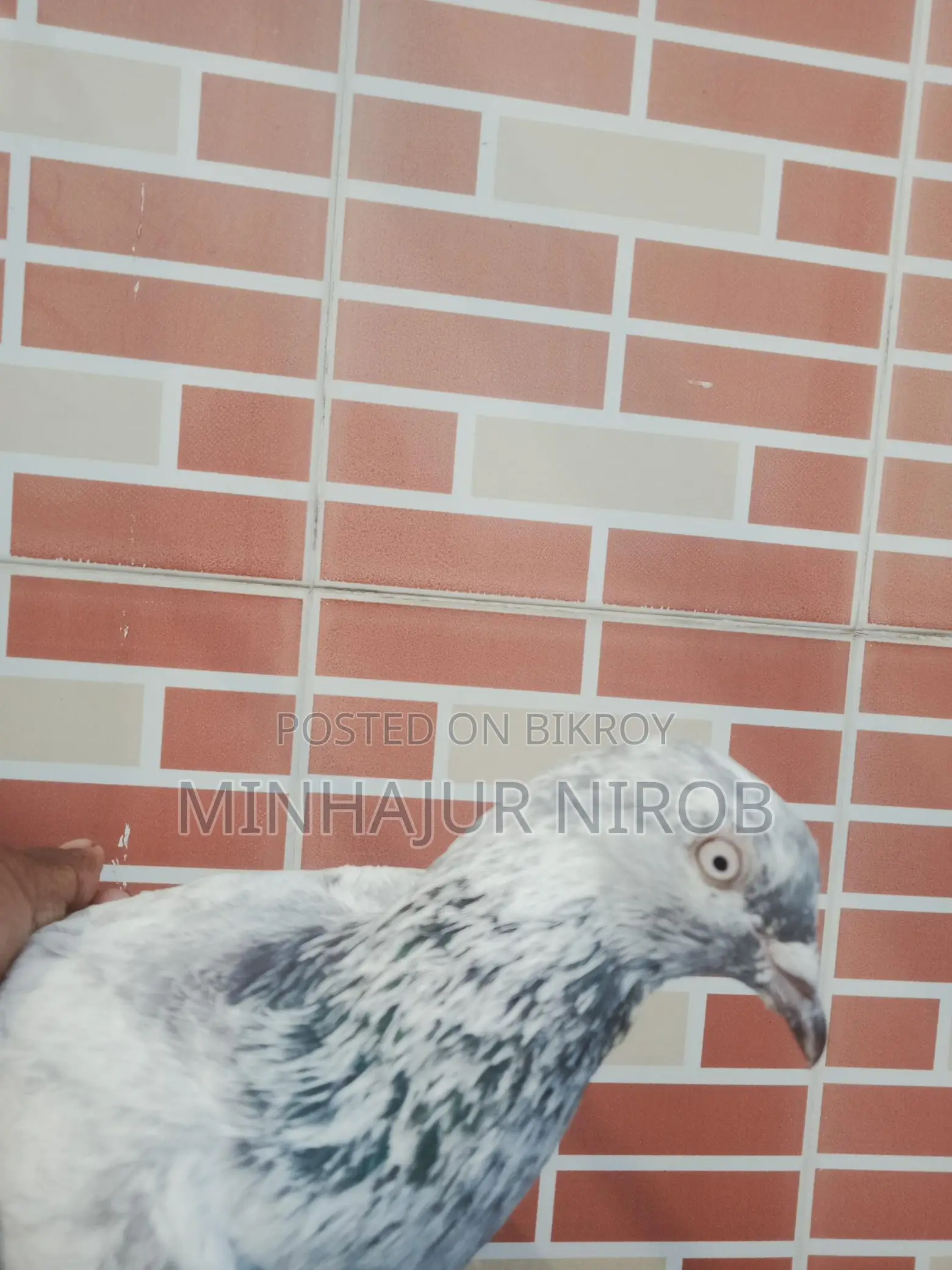 Pigeon
