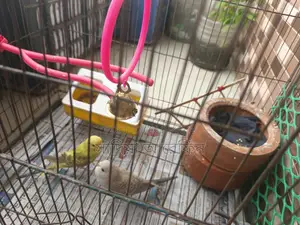 A pair of Budgie birds for sale
