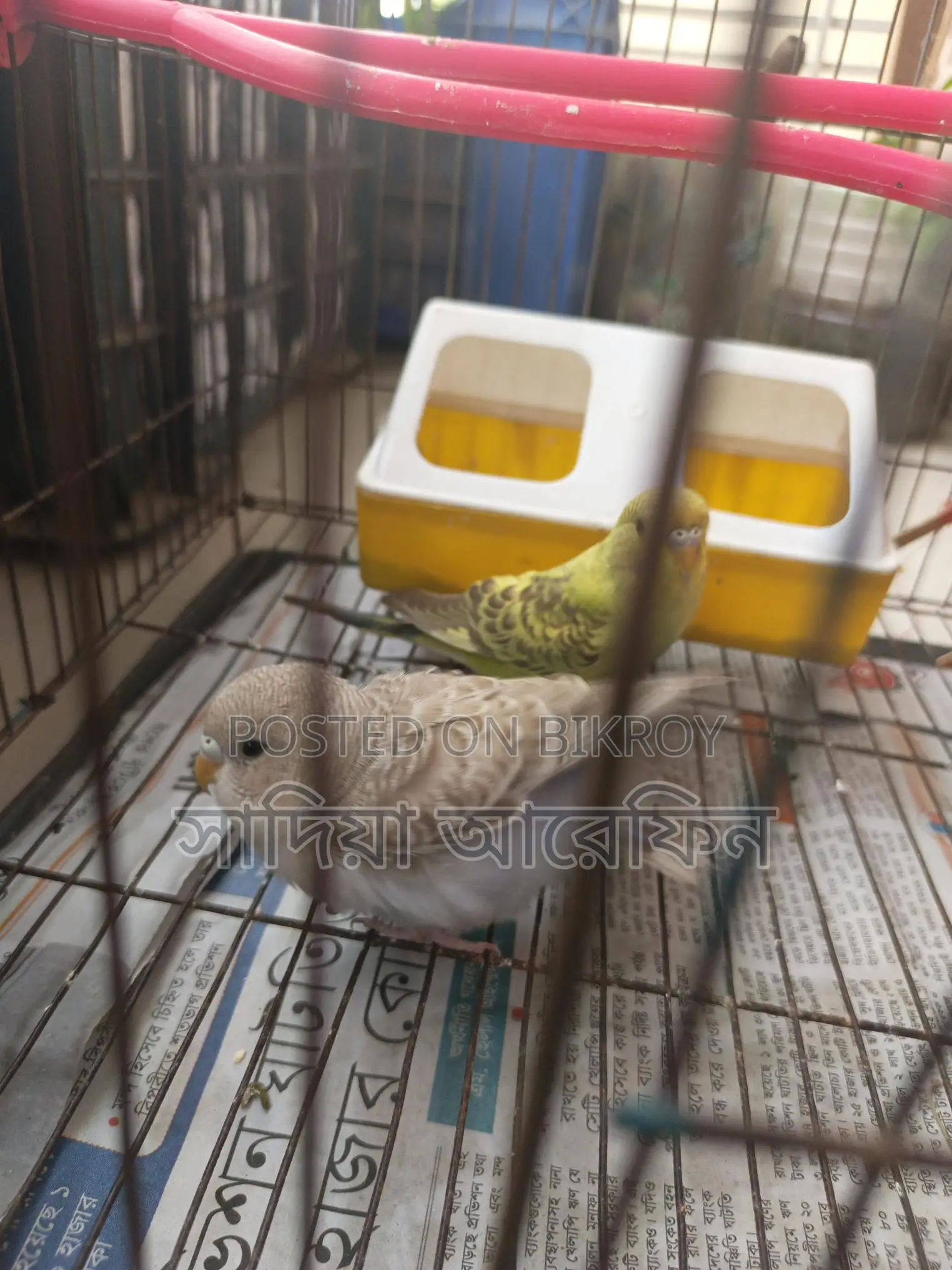 A pair of Budgie birds for sale