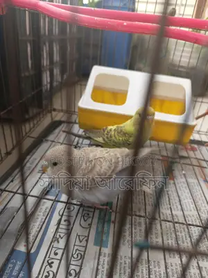 A pair of Budgie birds for sale
