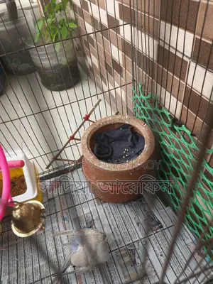 A pair of Budgie birds for sale
