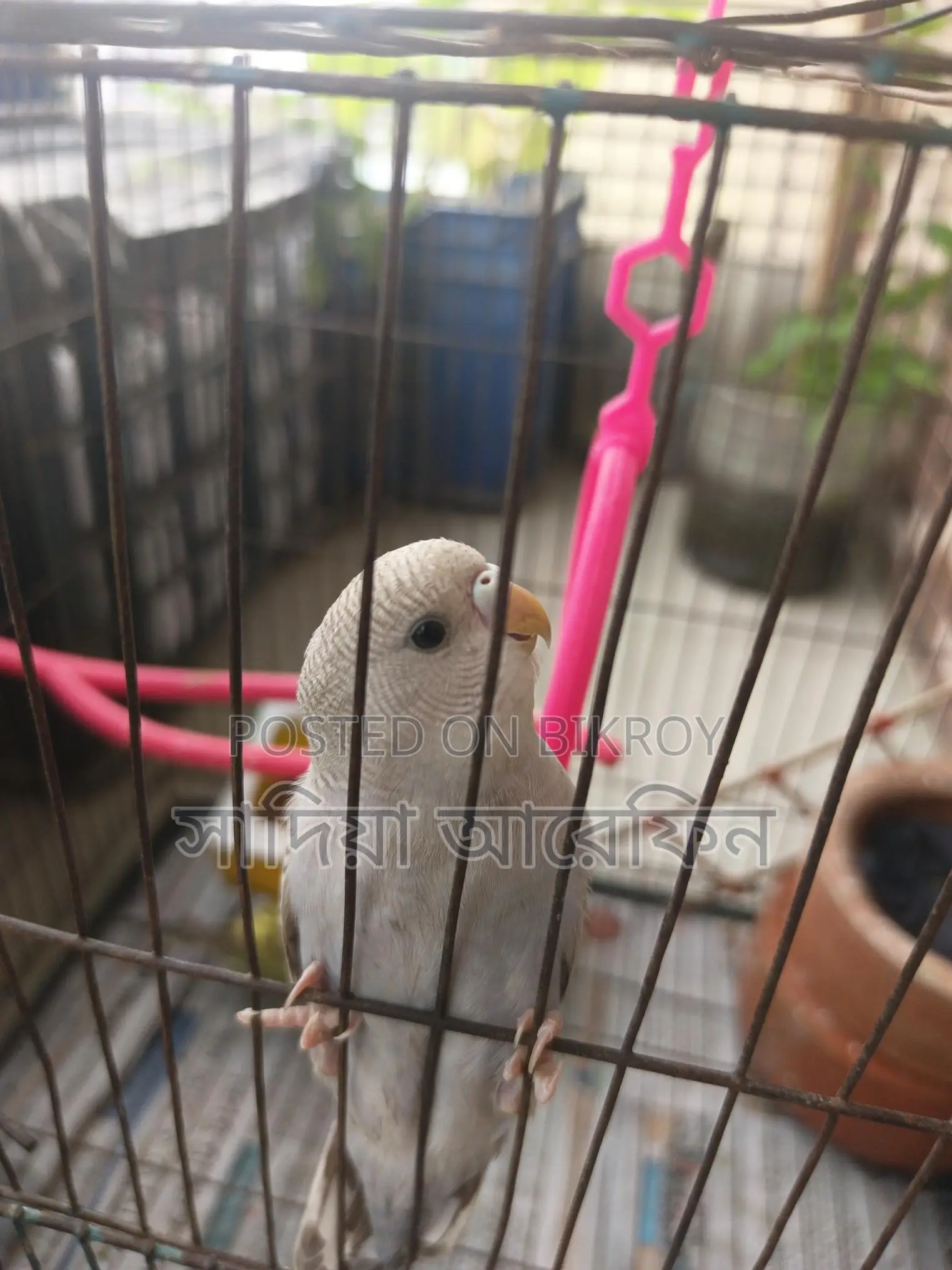 A pair of Budgie birds for sale