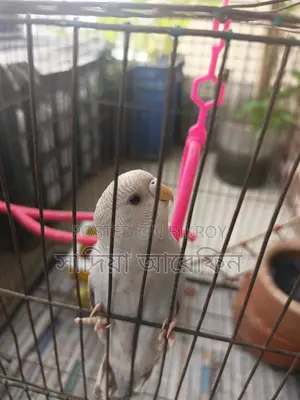 A pair of Budgie birds for sale