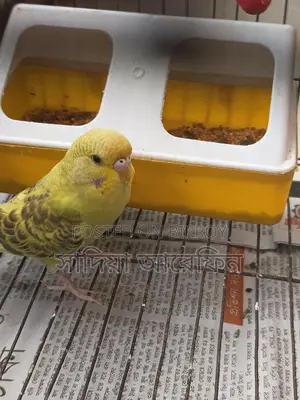A pair of Budgie birds for sale