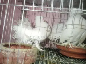 Pigeons