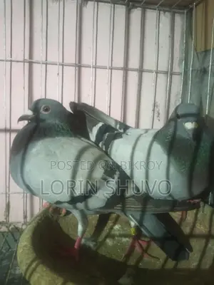 Pigeons