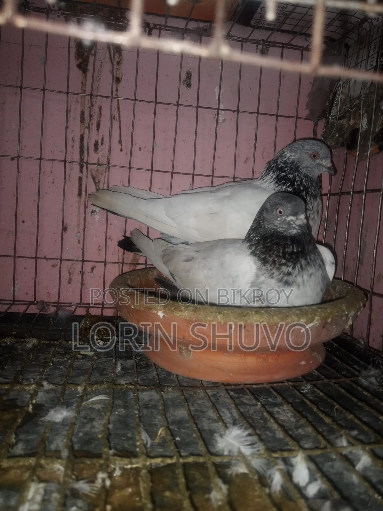 Pigeons