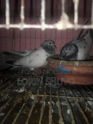 Pigeons