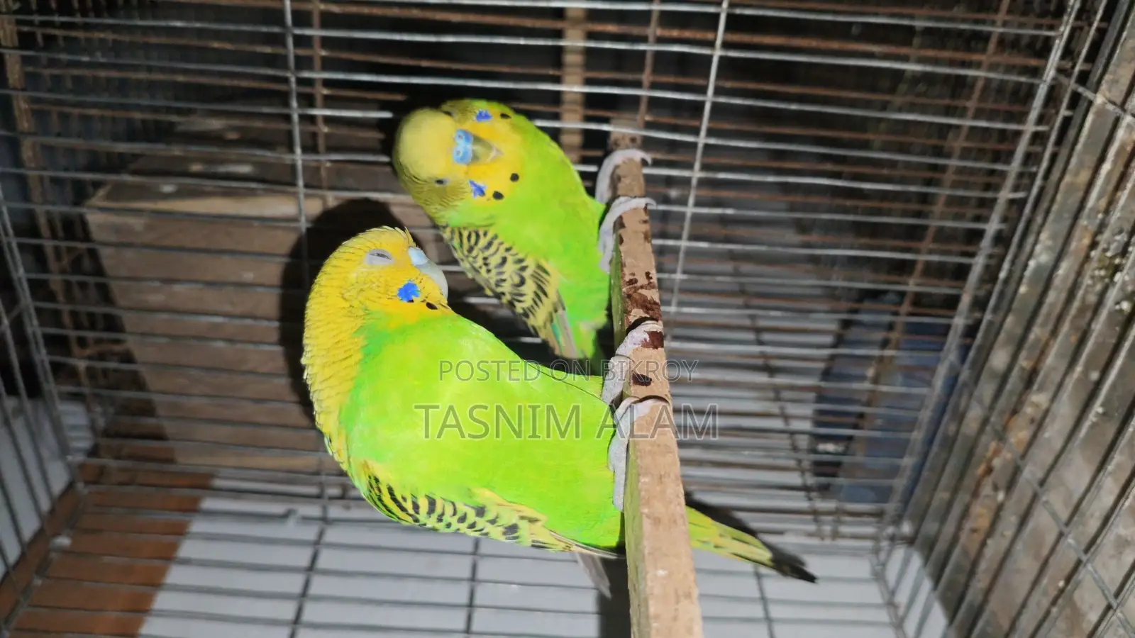 Budgerigar Bird
