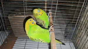 Budgerigar Bird