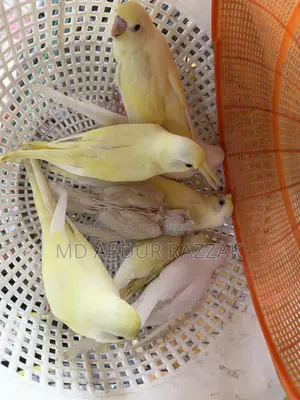 Healthy and Beautiful Pet Birds for Sale – Home Raised