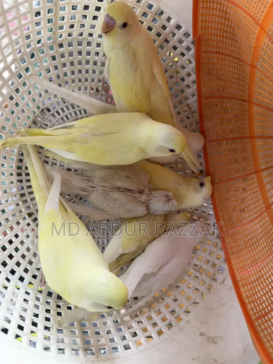 Healthy and Beautiful Pet Birds for Sale – Home Raised