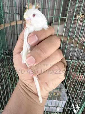 Healthy and Beautiful Pet Birds for Sale – Home Raised