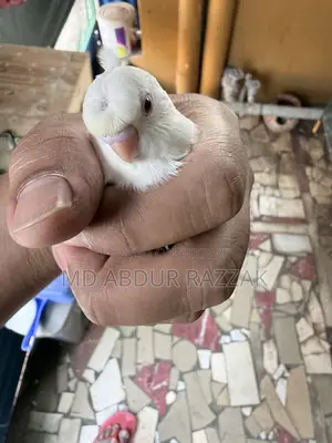 Healthy and Beautiful Pet Birds for Sale – Home Raised