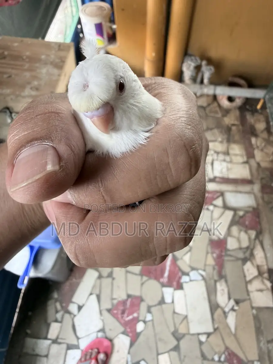 Healthy and Beautiful Pet Birds for Sale – Home Raised