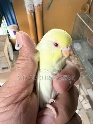 Healthy and Beautiful Pet Birds for Sale – Home Raised