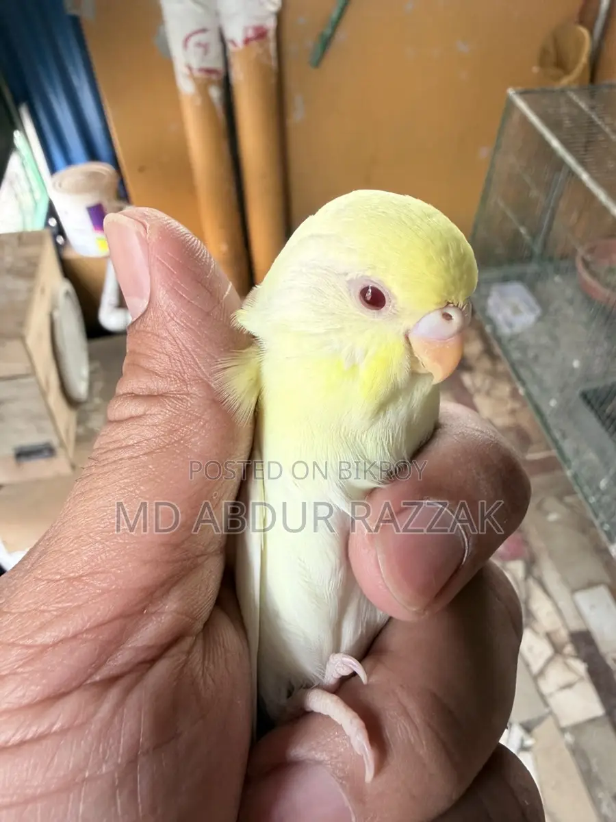 Healthy and Beautiful Pet Birds for Sale – Home Raised