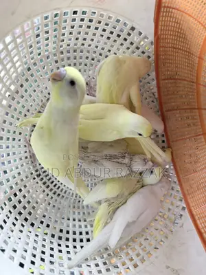 Healthy and Beautiful Pet Birds for Sale – Home Raised