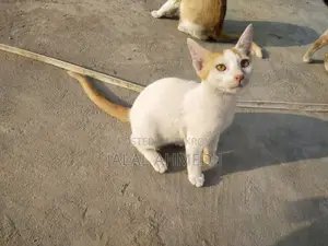 Adoption Post