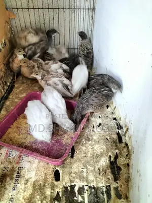 King Quail Birds