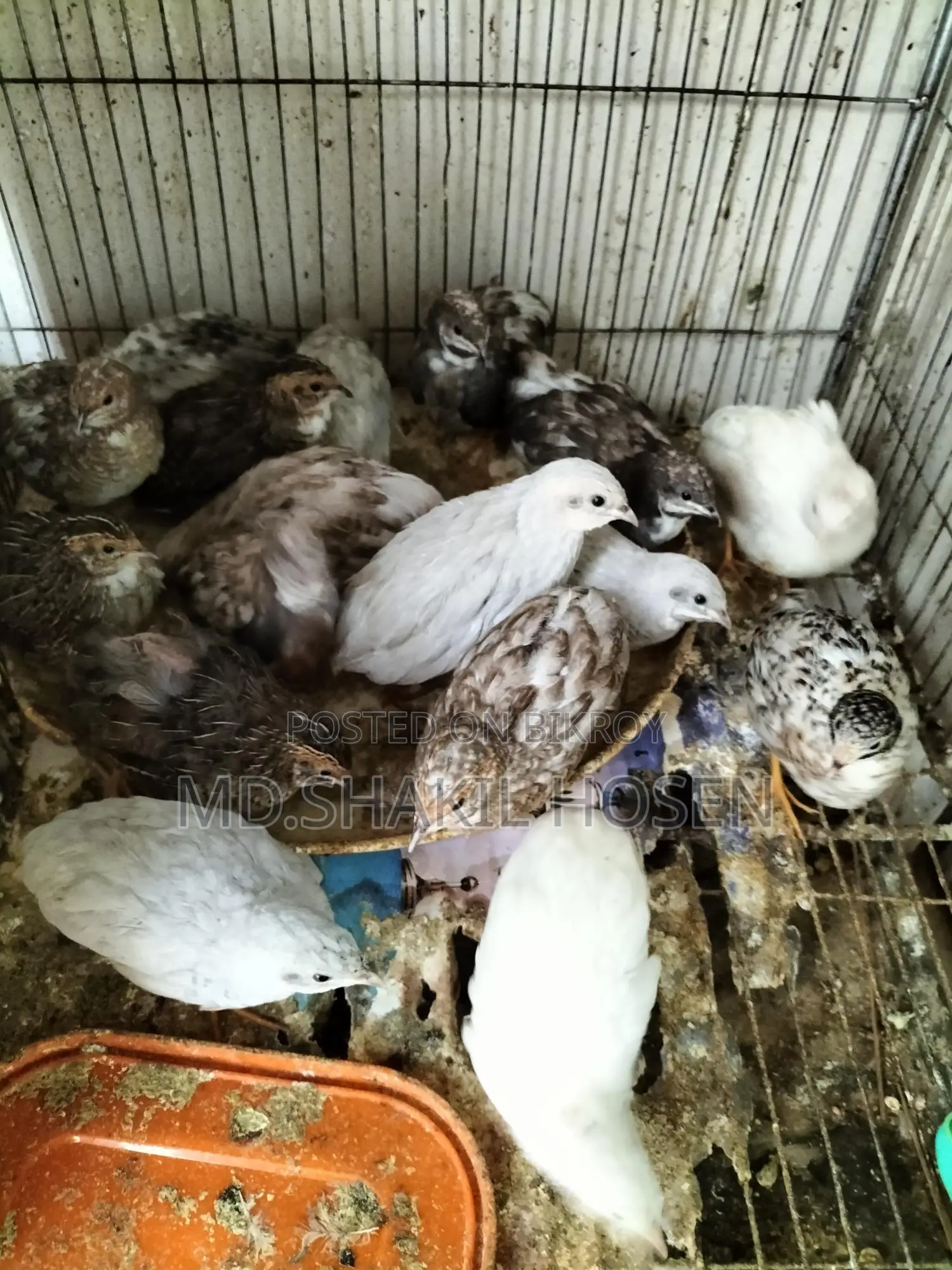 King Quail Birds