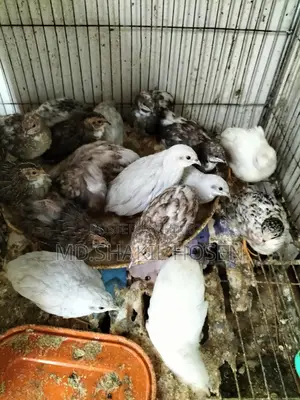 King Quail Birds