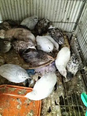 King Quail Birds