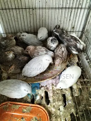 King Quail Birds