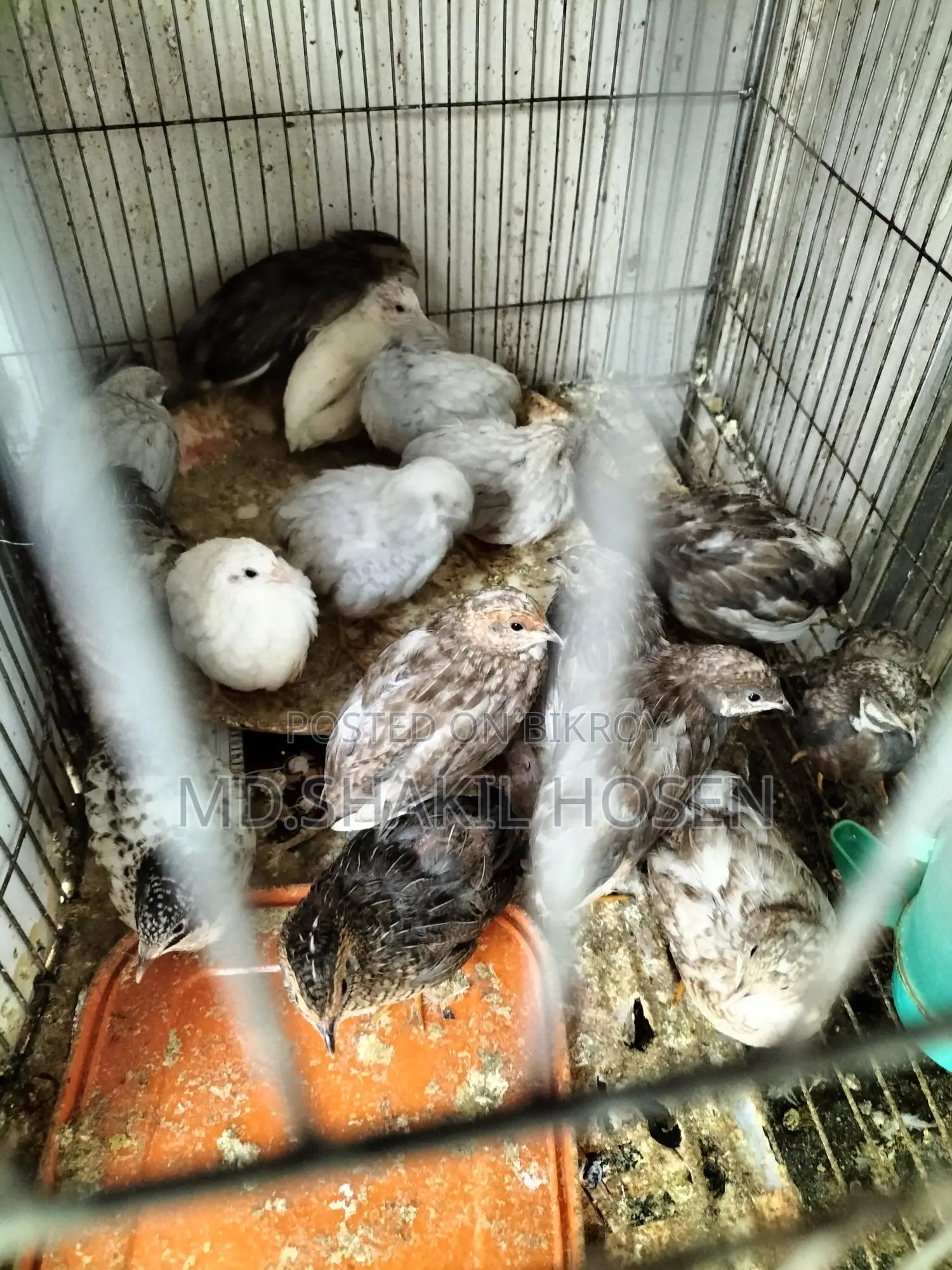King Quail Birds