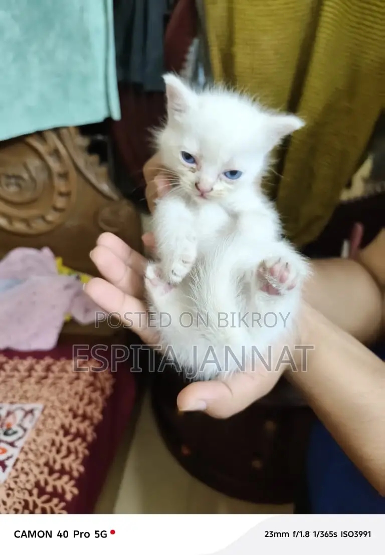 Mixed Breed