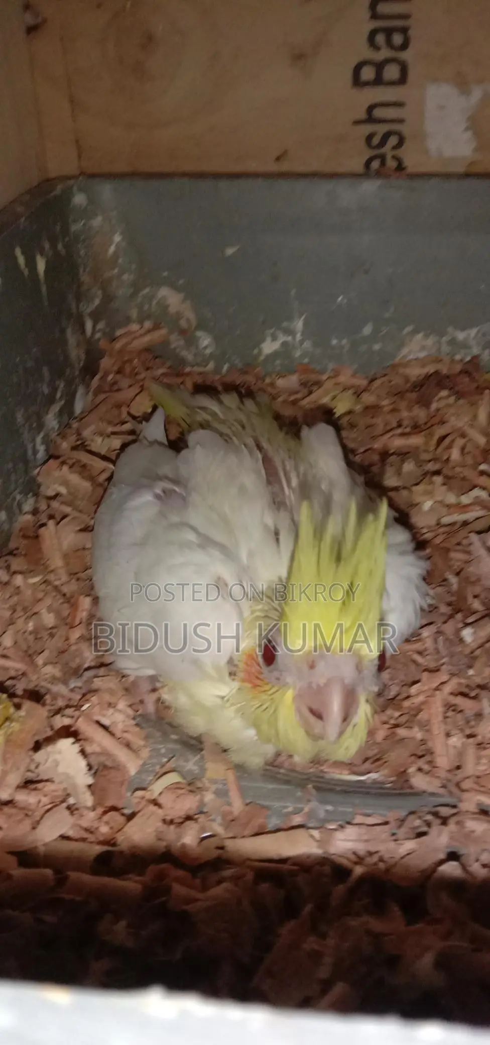 Cockatiel Bird Chicks