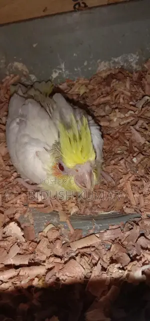 Cockatiel Bird Chicks