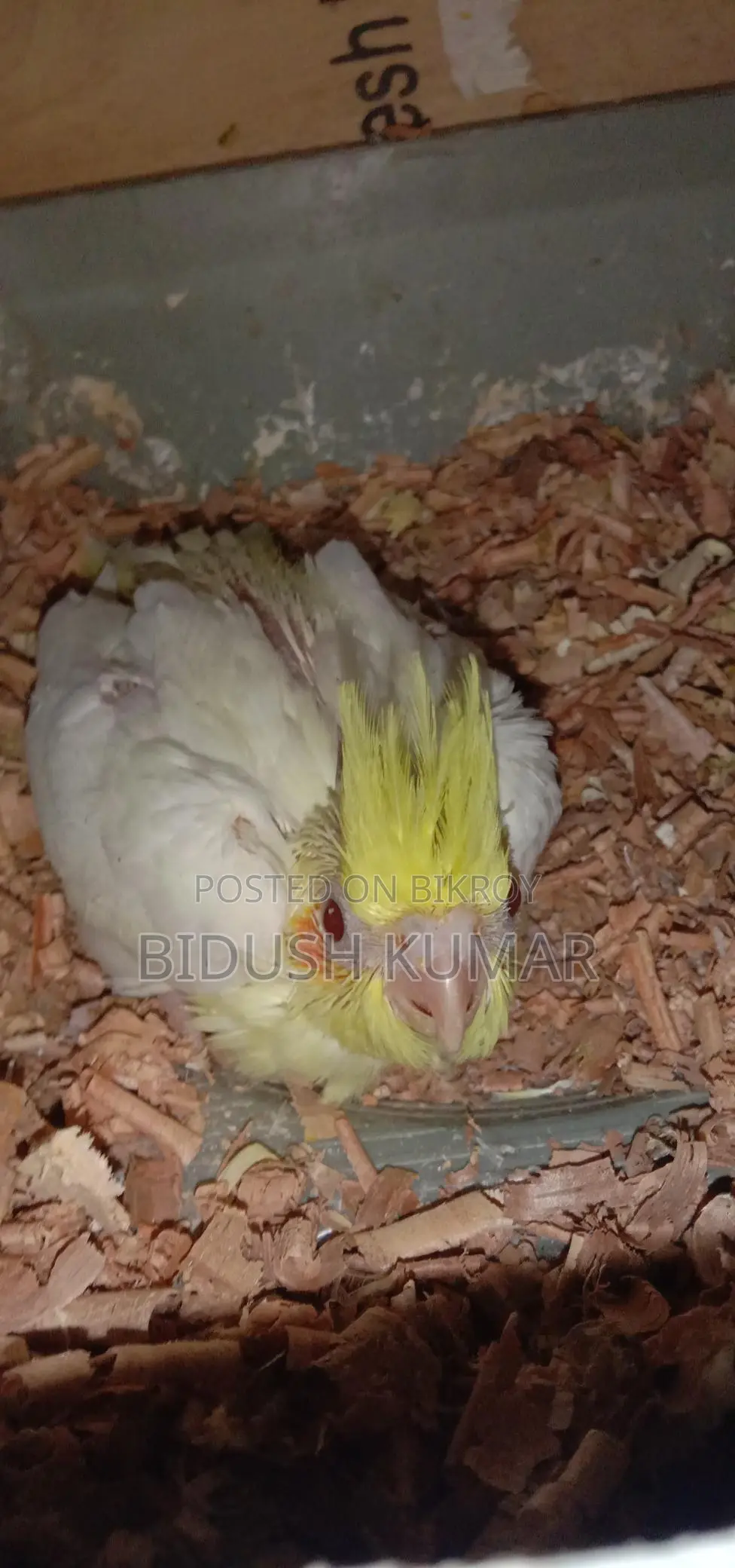 Cockatiel Bird Chicks