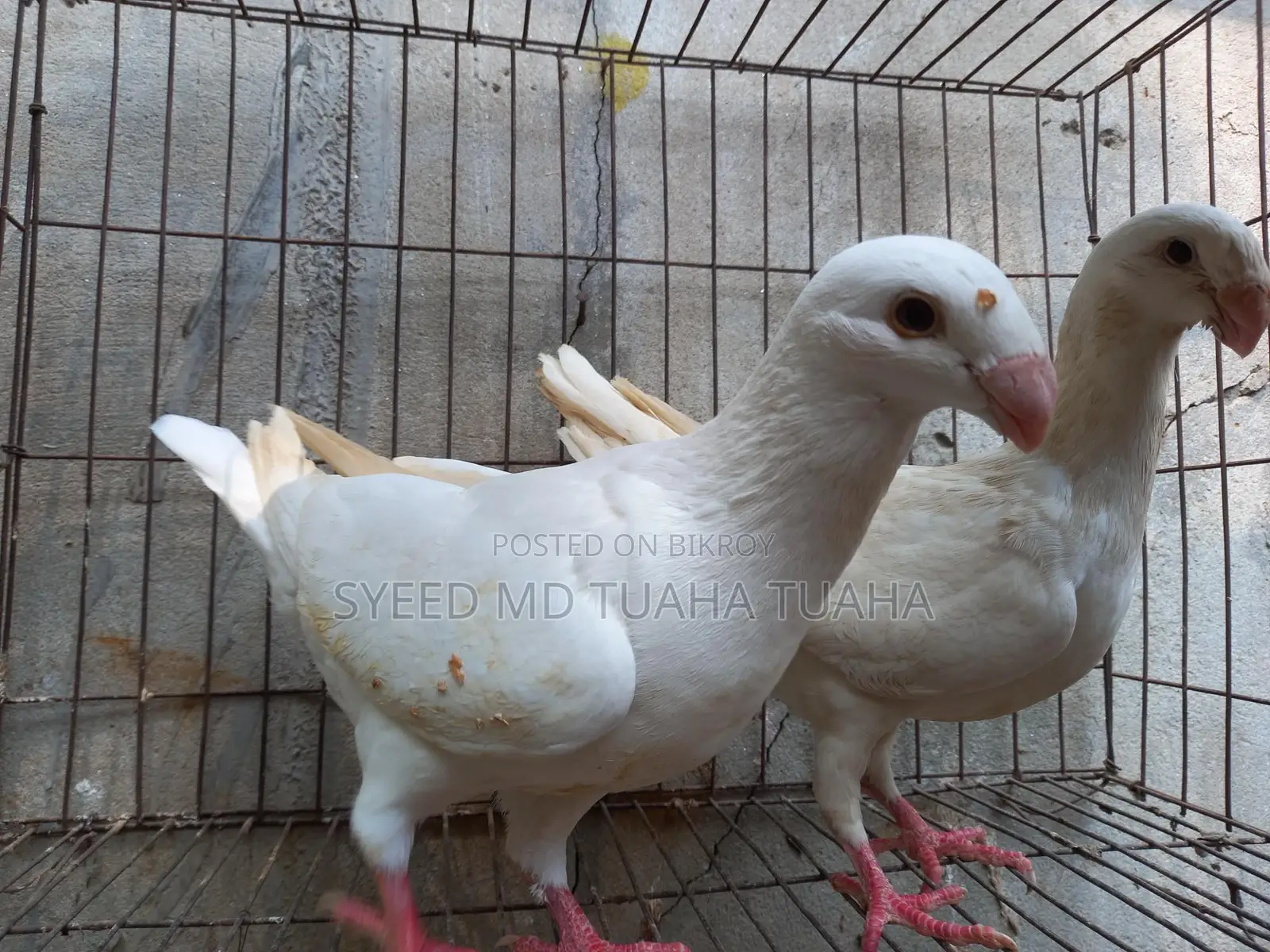 White Beauty Homa
