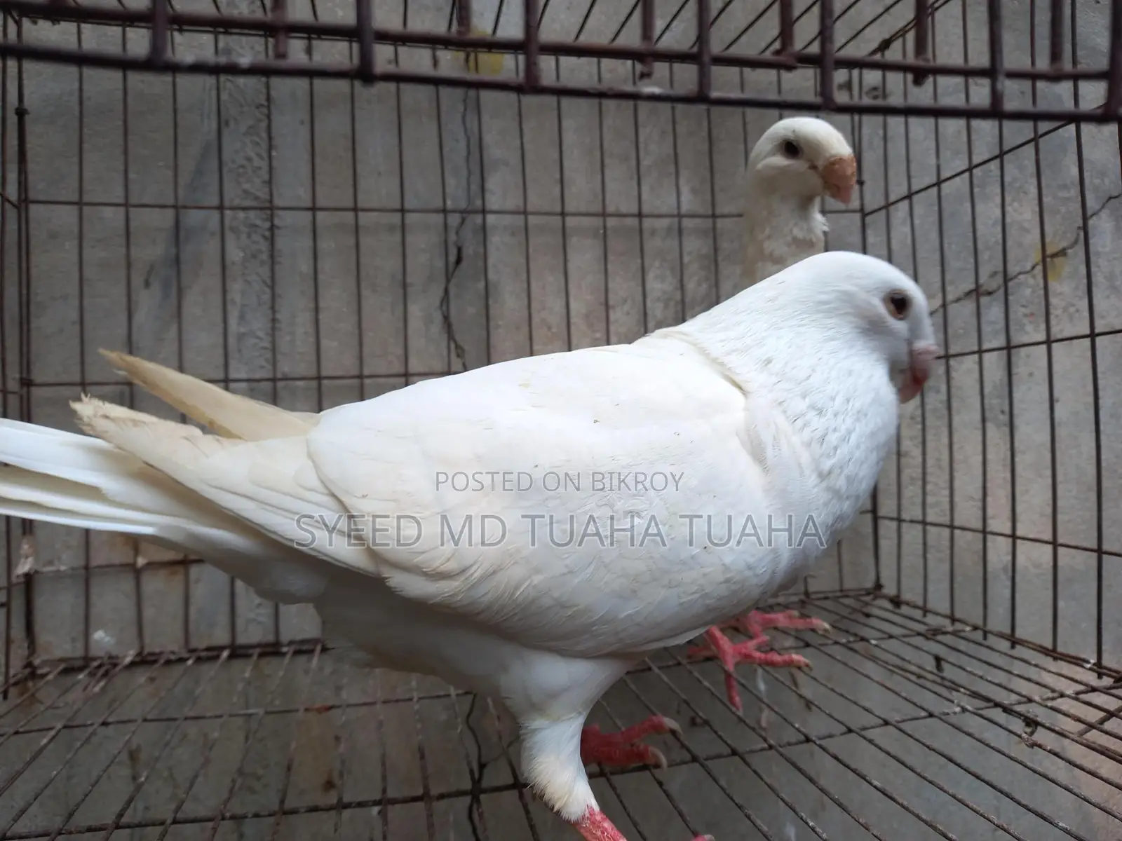 White Beauty Homa