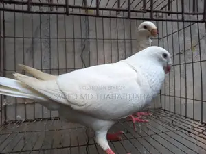 White Beauty Homa