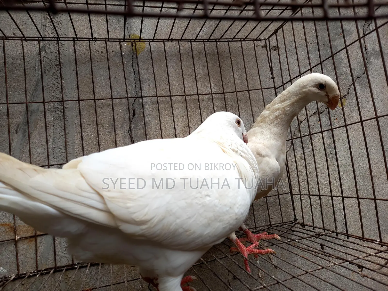 White Beauty Homa