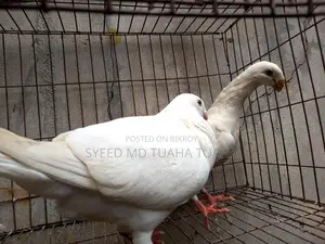 White Beauty Homa
