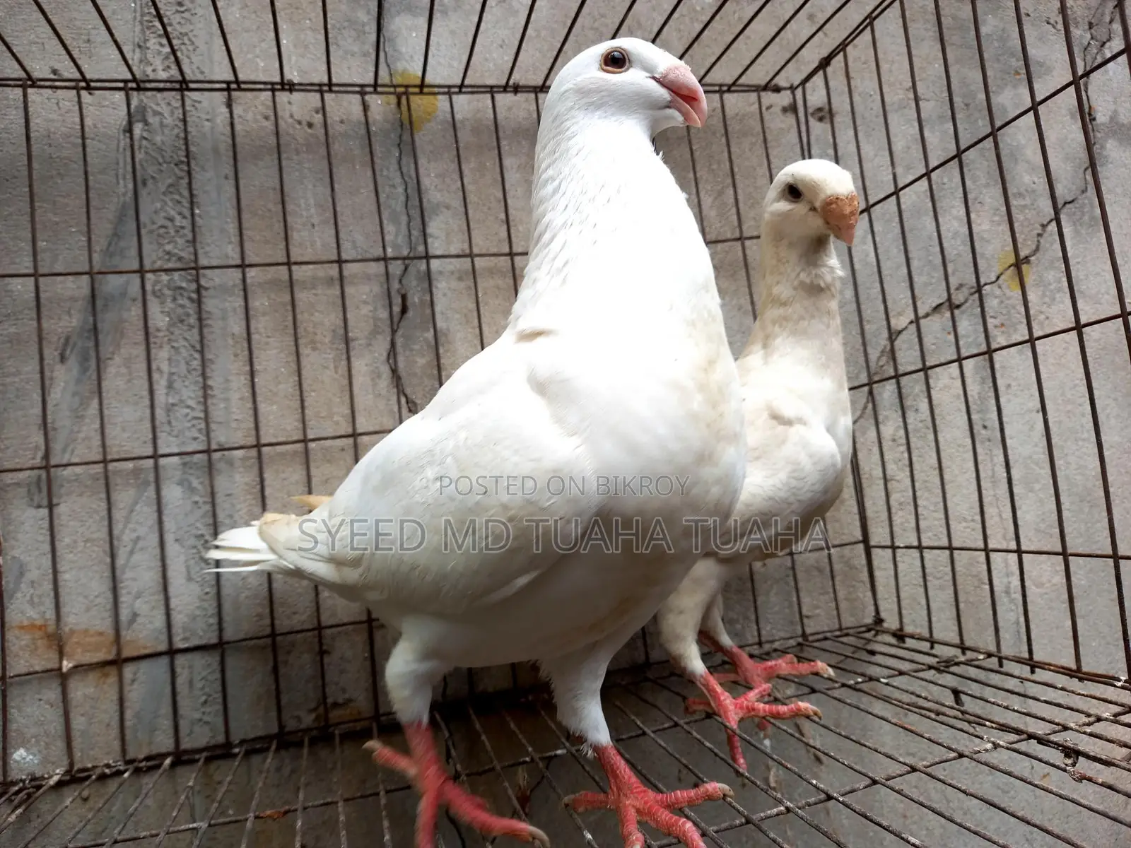 White Beauty Homa