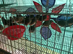 কোয়েল পাখি