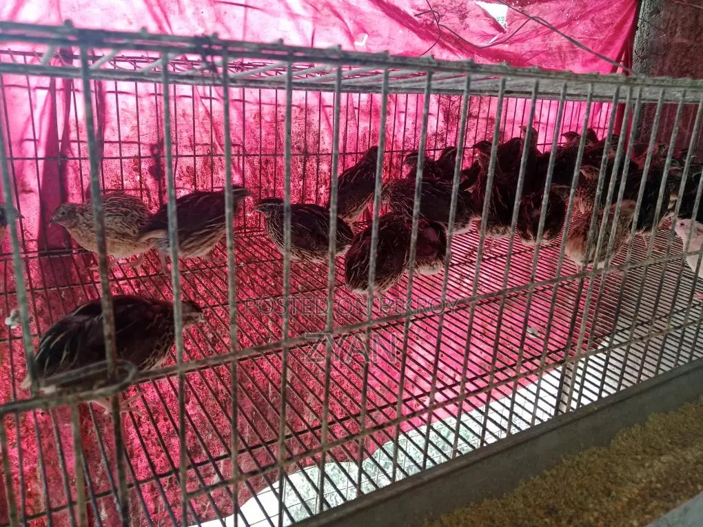 Quail Birds