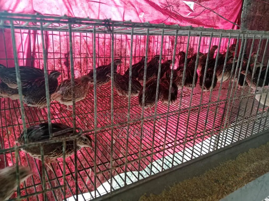 Quail Birds