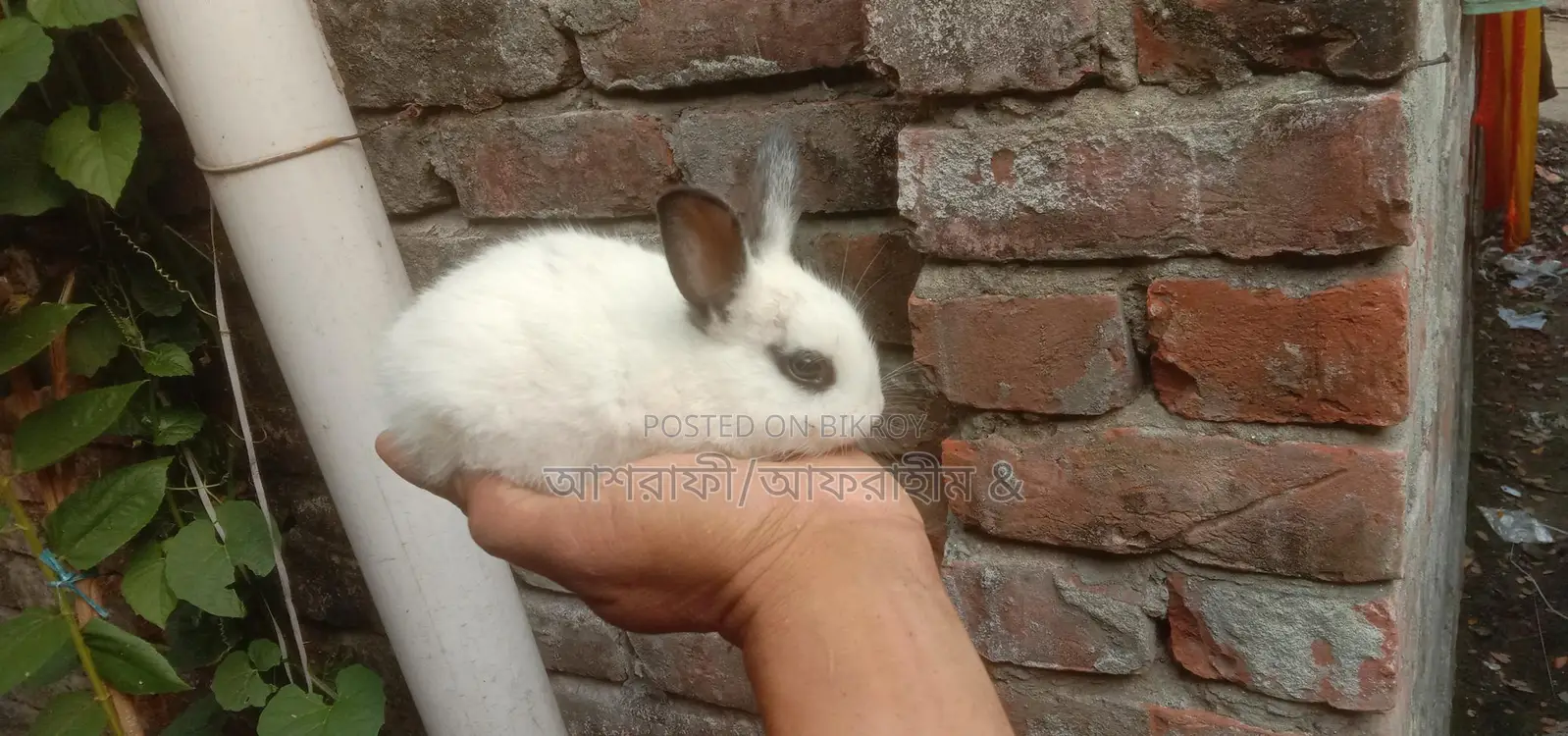 Kajli Rabbit Kits for Sale