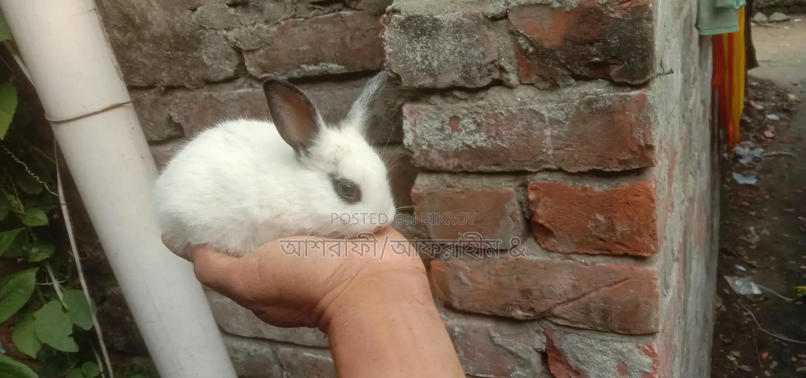 Kajli Rabbit Kits for Sale