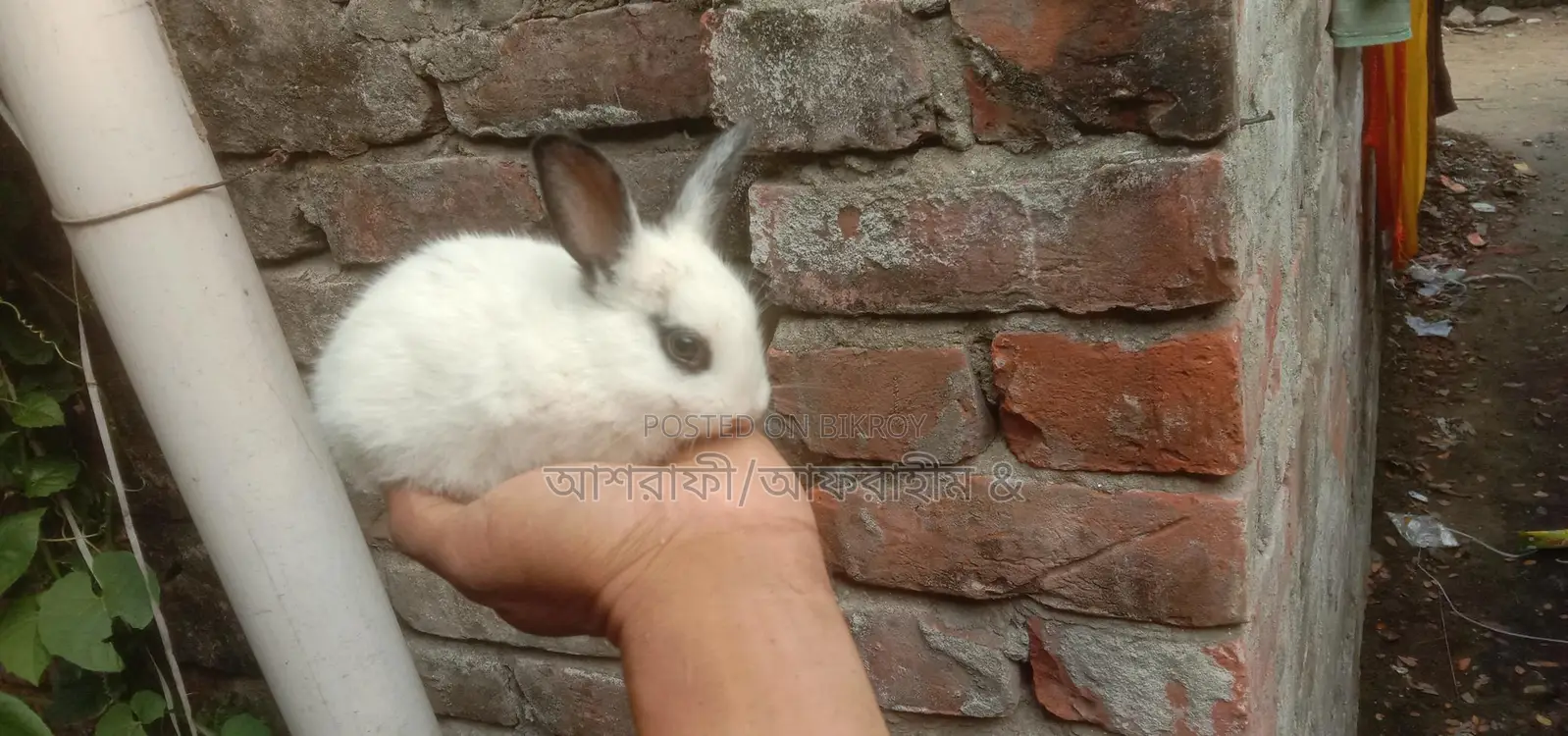Kajli Rabbit Kits for Sale