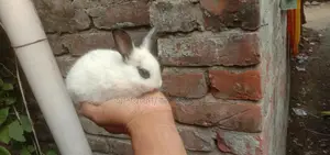 Kajli Rabbit Kits for Sale
