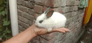Kajli Rabbit Kits for Sale