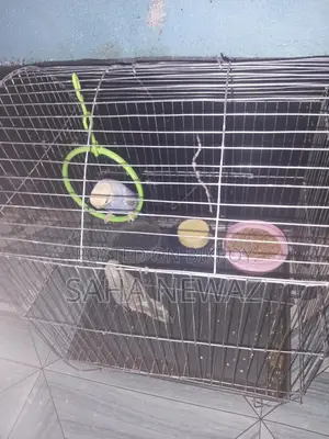 Pair of Budgies with Cage, 1kg Food, Breeding Pot, Vitamin Biscuits, and Swing