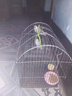 Pair of Budgies with Cage, 1kg Food, Breeding Pot, Vitamin Biscuits, and Swing