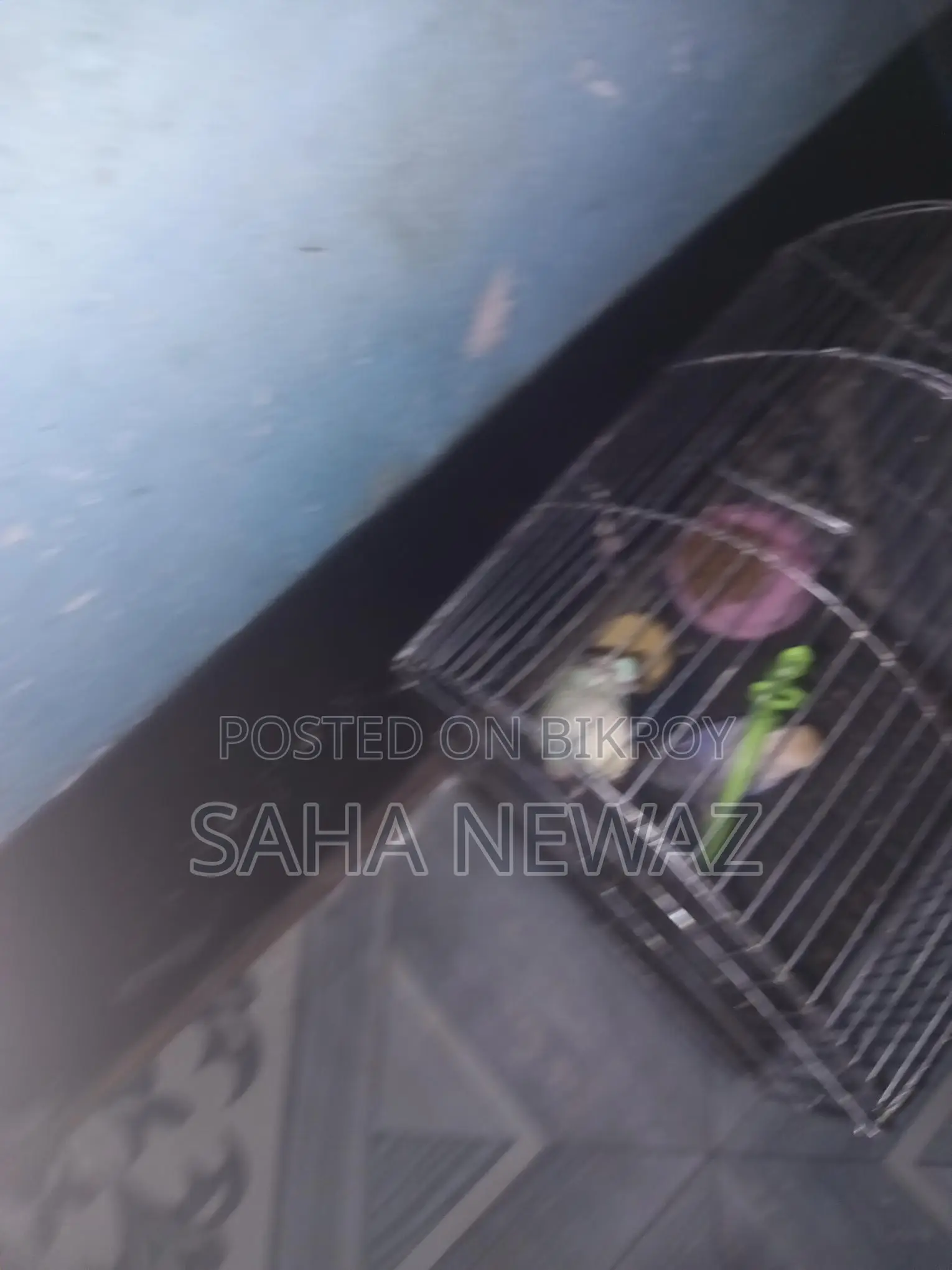 Pair of Budgies with Cage, 1kg Food, Breeding Pot, Vitamin Biscuits, and Swing